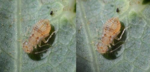 Ectopsocus sp.